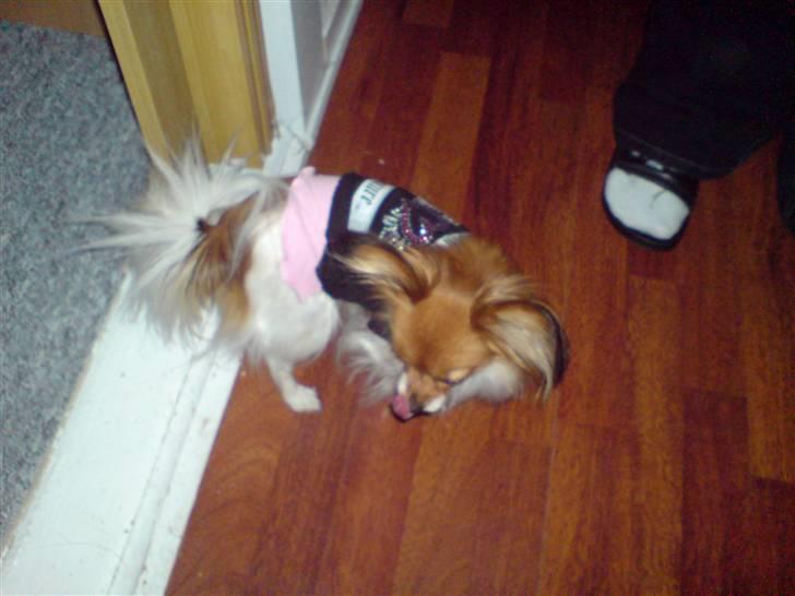 Papillon molly billede 11