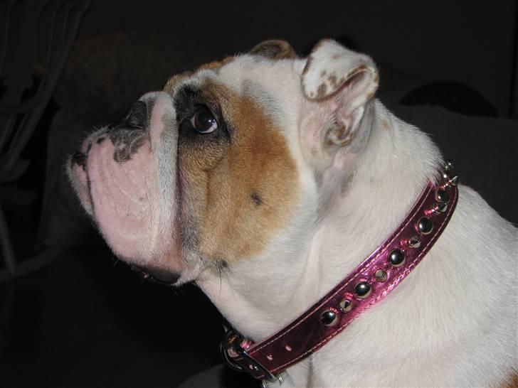 Engelsk bulldog Rosa - "Rosie" billede 14