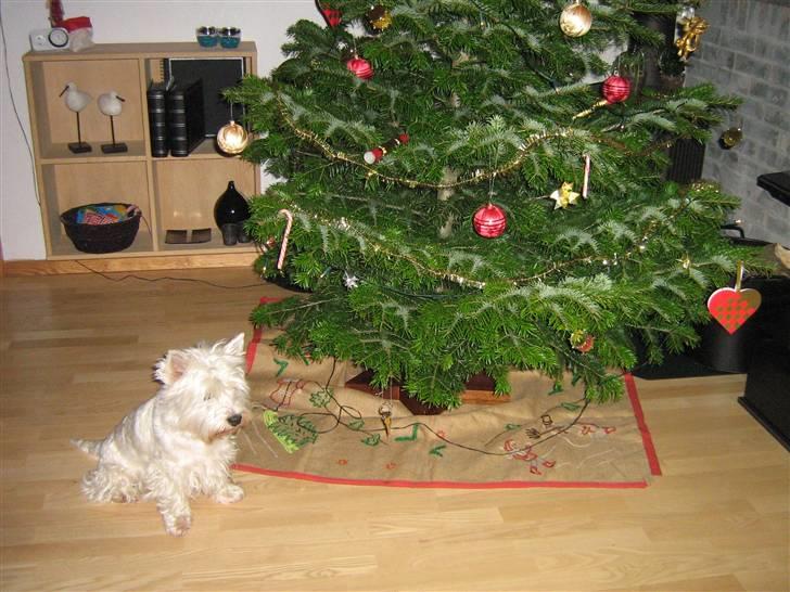 West highland white terrier Chico - Da juletræet stod der ! billede 10