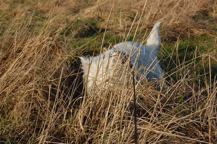 West highland white terrier Chico - Vild med det billede :) billede 11