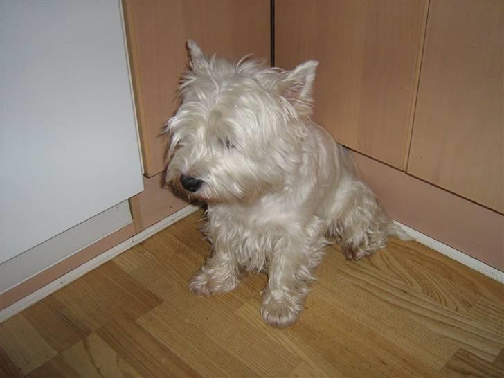 West highland white terrier Chico - Der sidder han ALTID, når vi laver mad xD billede 12