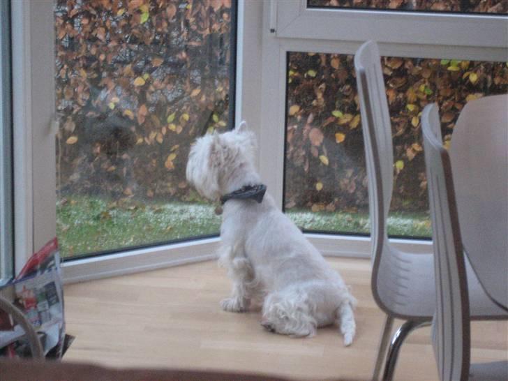 West highland white terrier Chico - WOW, det sner.  billede 14