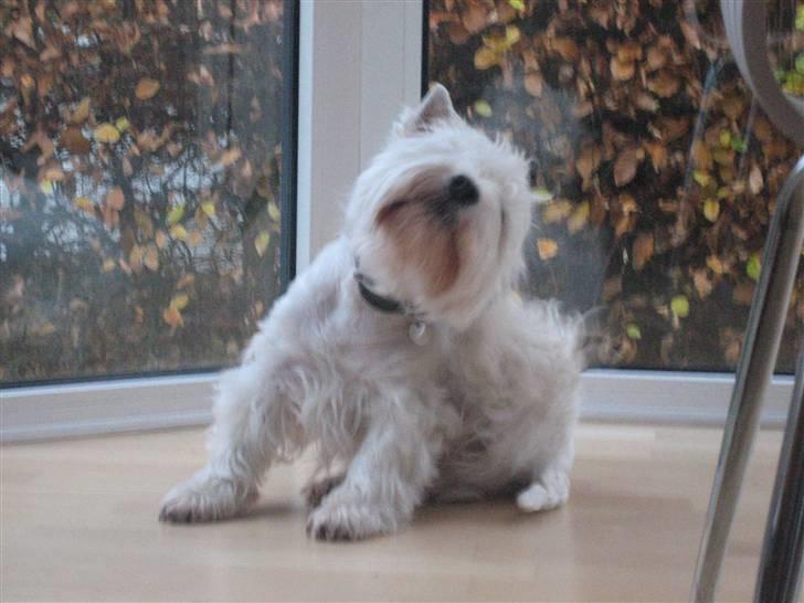 West highland white terrier Chico - Ahh, det kløede lige xD billede 15