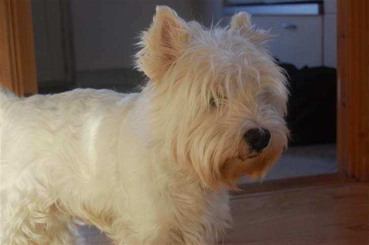 West highland white terrier Chico - Hvor er du kær Chico ;-* billede 16