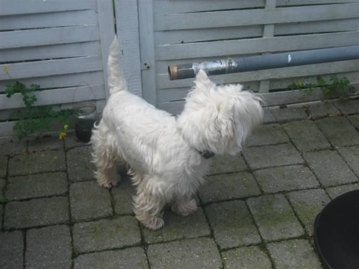 West highland white terrier Chico - På terassen xD billede 17