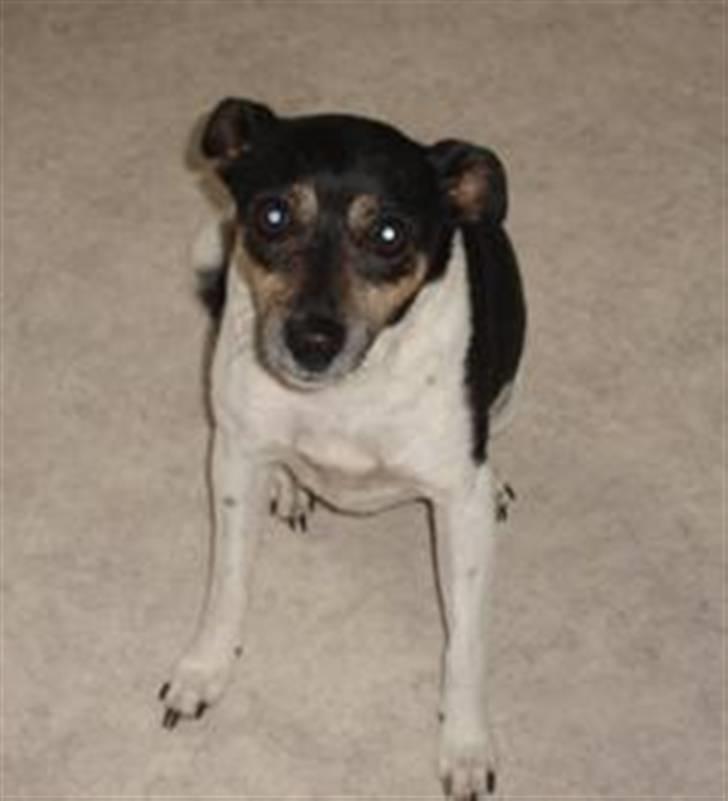 Dansk svensk gaardhund R.I.P. Zita billede 10