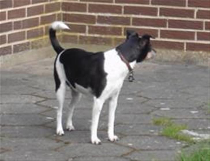 Dansk svensk gaardhund R.I.P. Zita billede 11