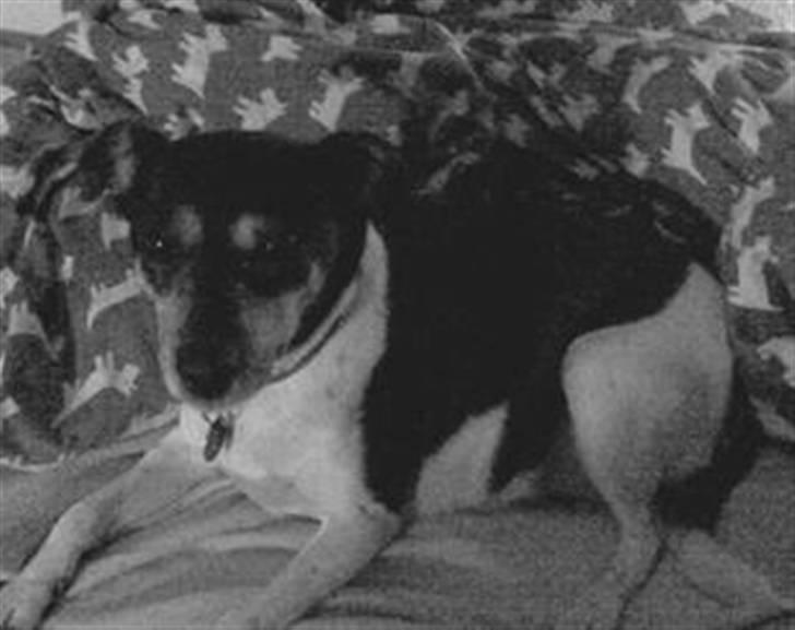 Dansk svensk gaardhund R.I.P. Zita billede 12