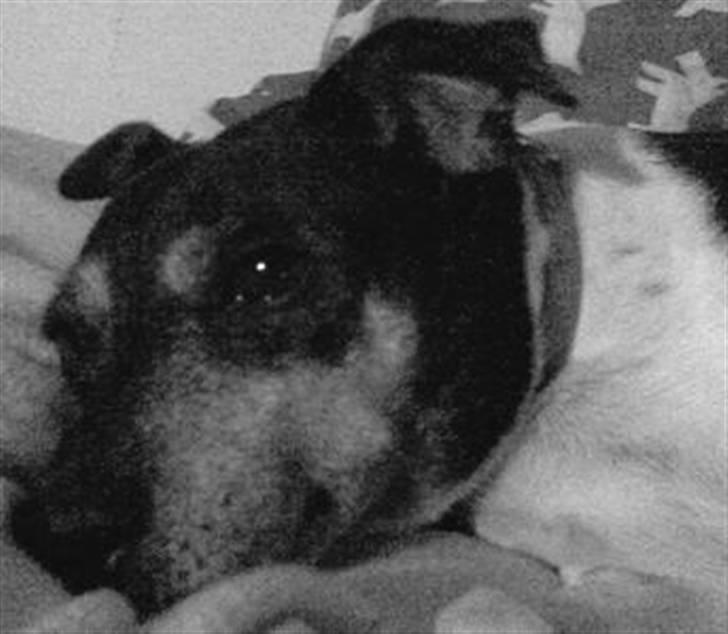 Dansk svensk gaardhund R.I.P. Zita billede 13