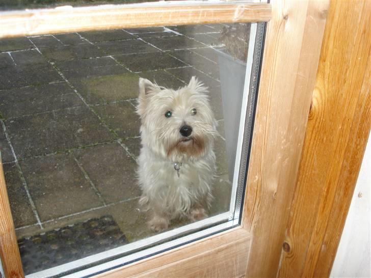 West highland white terrier Frodo - Altså mor, - nu må du gerne lukke mig ind! billede 8