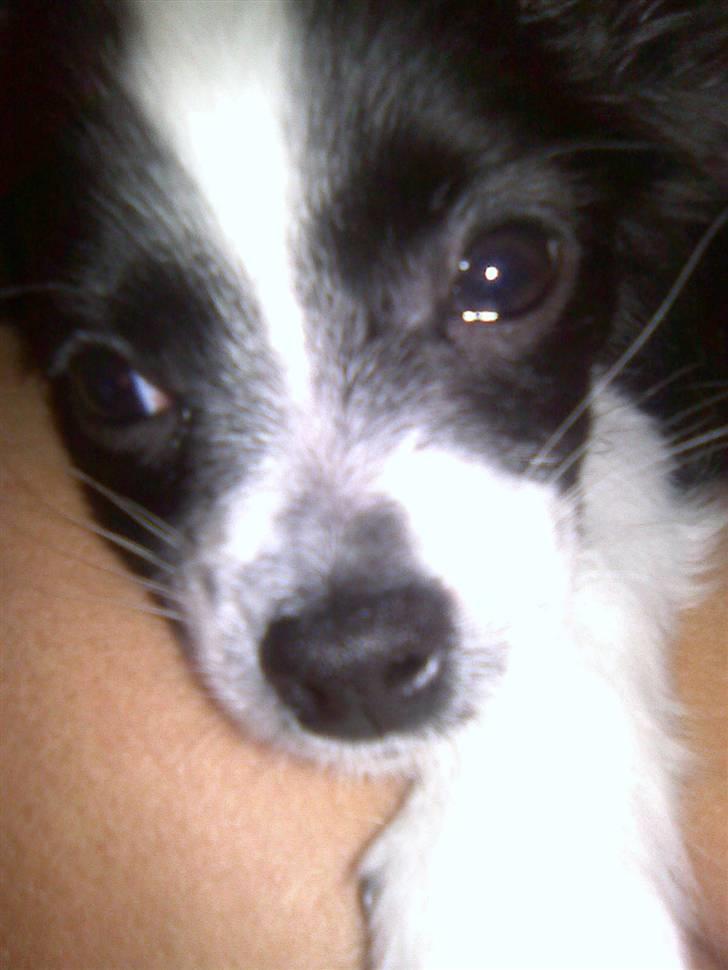 Chihuahua Chanel - Ihh elsker bare at putte<3<3 billede 1