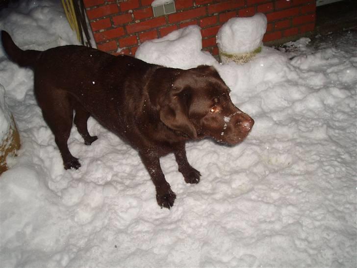 Labrador retriever - Tayson.   billede 11
