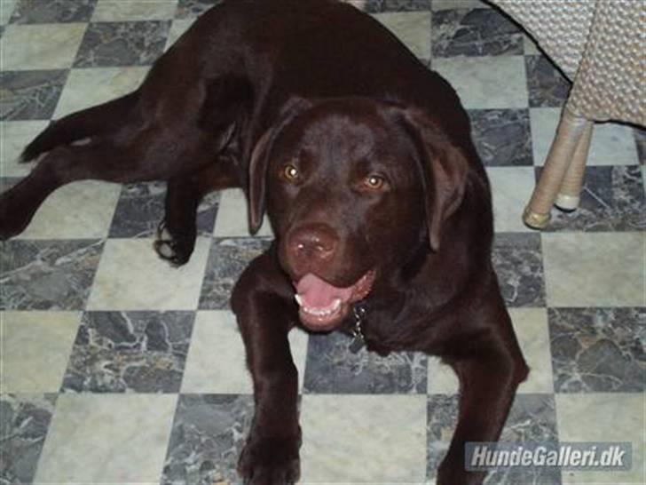 Labrador retriever - Tayson.   billede 13