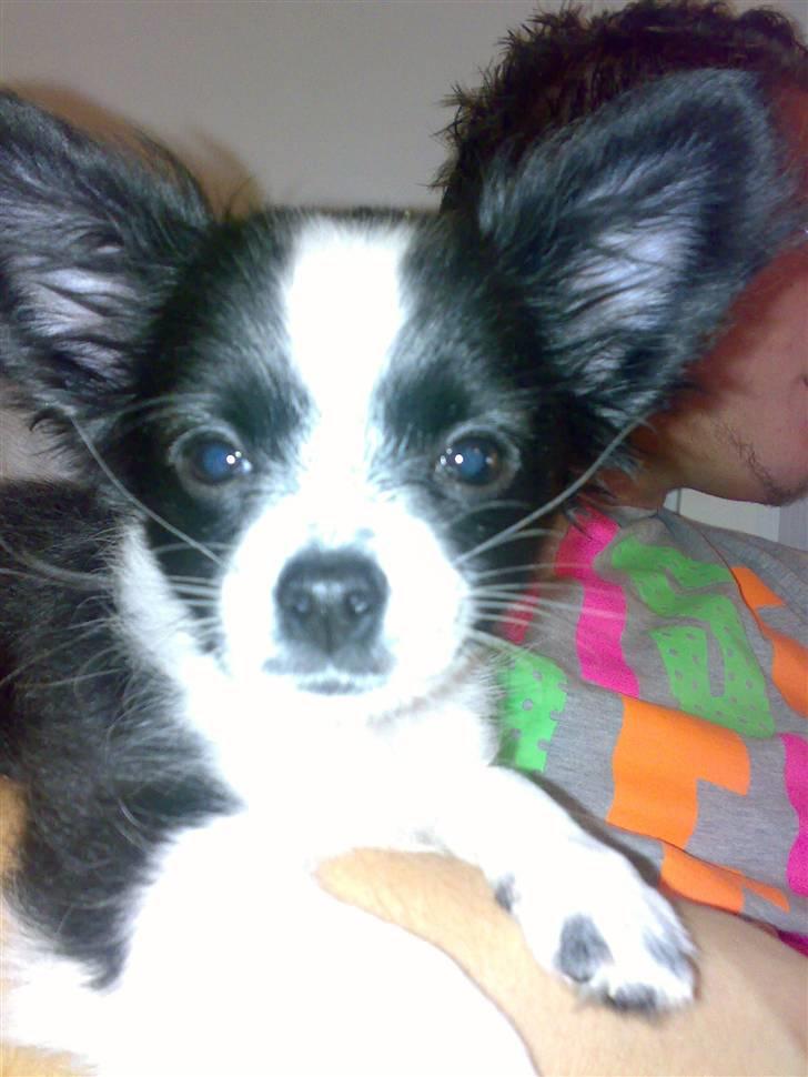 Chihuahua Chanel - og hendes ører står liiiige ud i luften ;D <3 billede 2