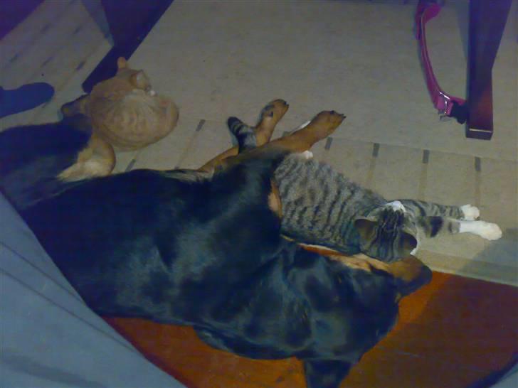 Blanding af racer Berta - vi hygger billede 2