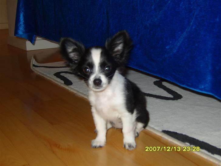 Chihuahua Chanel - det er miiigh :D  billede 3
