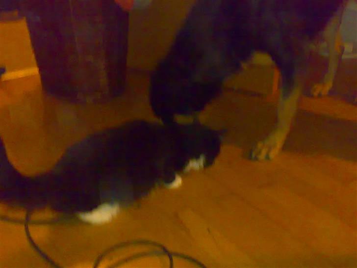 Blanding af racer Berta - jeg kan godt dele med misserne billede 3