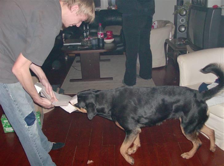 Blanding af racer Berta billede 4