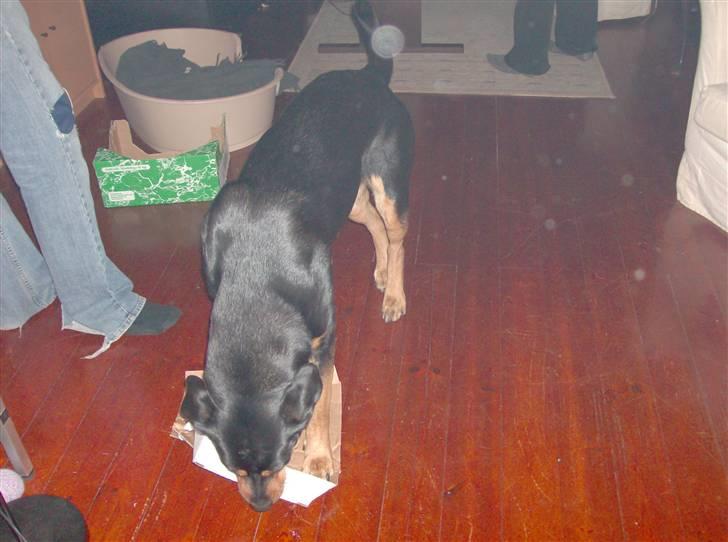 Blanding af racer Berta - elsker når far husker en kasse til mig billede 5