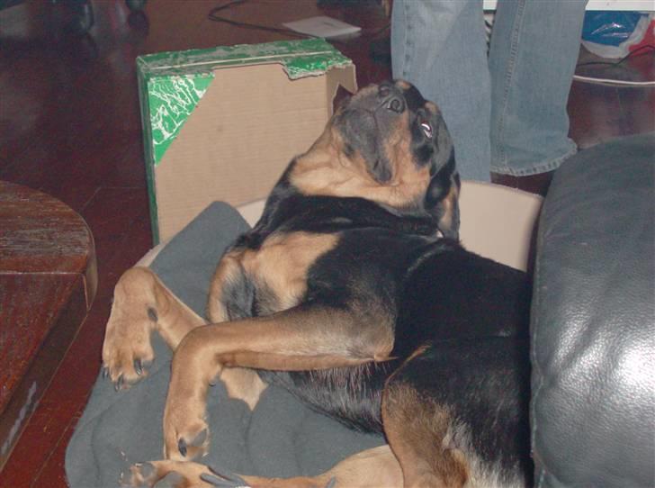 Blanding af racer Berta - lad mig nu bare sove billede 6