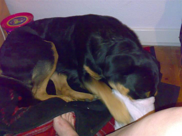 Blanding af racer Berta - gemmeleg. billede 7