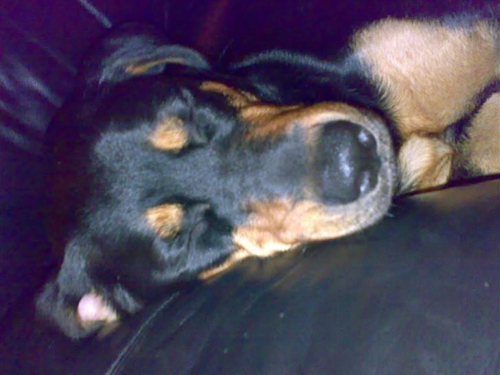 Blanding af racer Berta - shhhh. billede 8