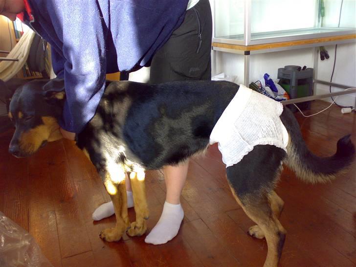 Blanding af racer Berta - hmmm de er gal på den, jeg har fået ble på. billede 9