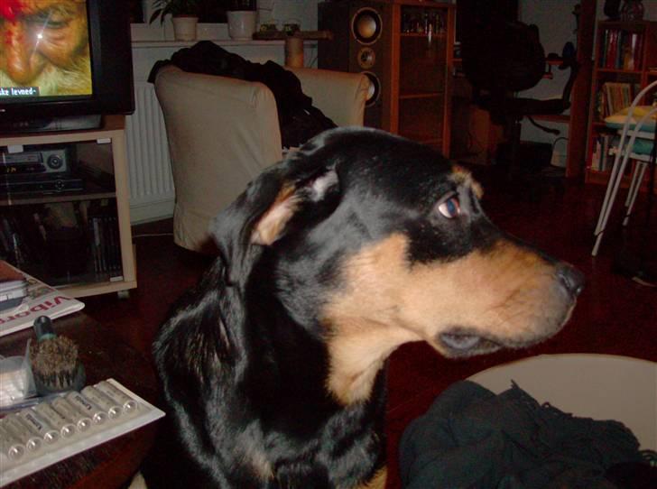 Blanding af racer Berta - de siger jeg er snoppet, jeg er bare ikke fotogen billede 10