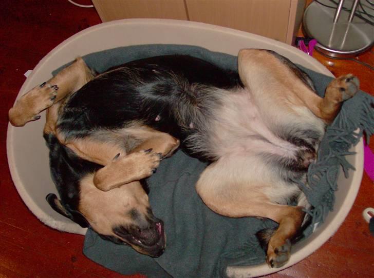 Blanding af racer Berta - sover godt billede 11