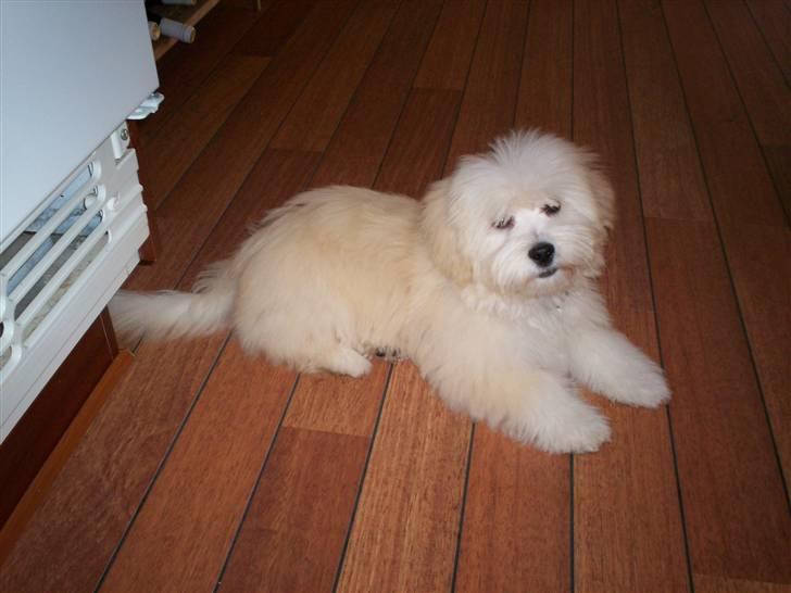 Coton de tulear Buller - Se mit dejlige pandhår ;-) billede 1