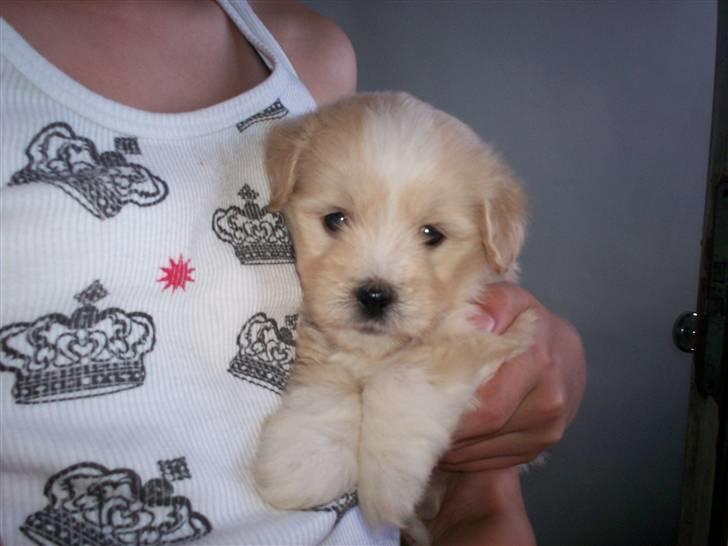 Coton de tulear Buller - Er jeg ikke bare dejlig? (5 uger gammel) billede 2