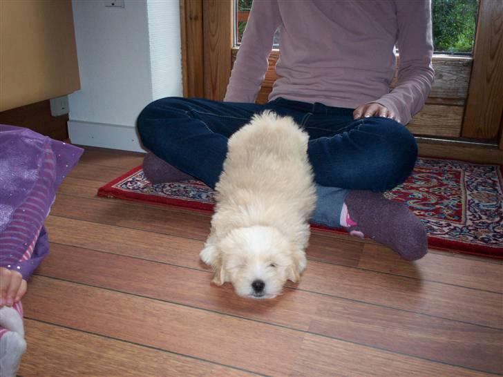 Coton de tulear Buller - uhmm... det er godt med en lille lur ;-) billede 3