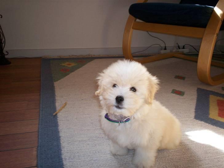 Coton de tulear Buller - Hvad er det? billede 4