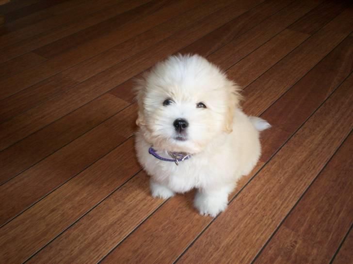 Coton de tulear Buller - Hej med dig! billede 5