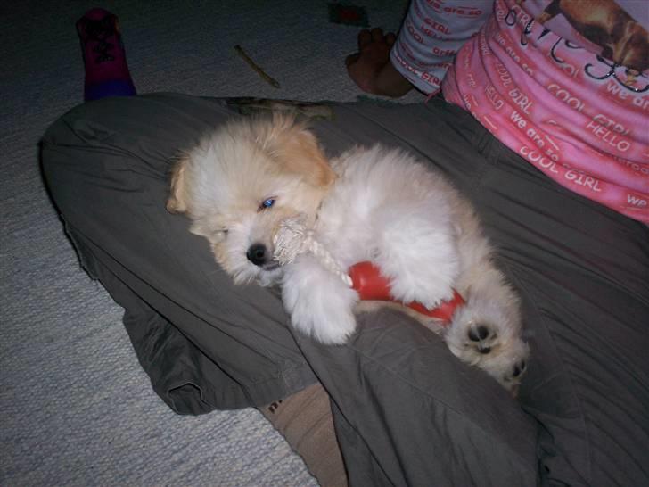 Coton de tulear Buller - Min dejlige tyggepølse ;-) billede 6