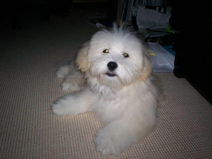 Coton de tulear Buller - Se mig lige ;-) billede 7