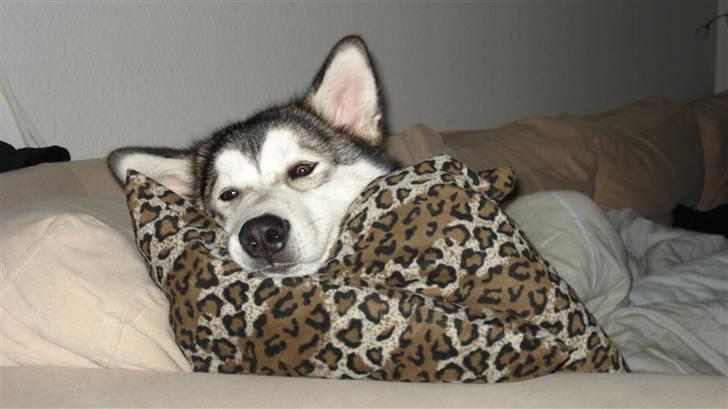 Alaskan malamute Mojo   - Bare fordi man er mutte ka man da godt bruge puden! billede 3