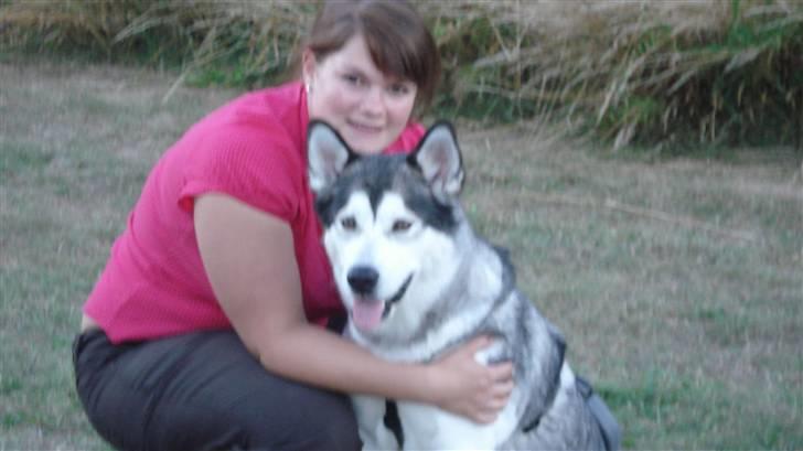 Alaskan malamute Mojo   - Ta nu et billede , så jeg ka komme ud og støve mus op... billede 4