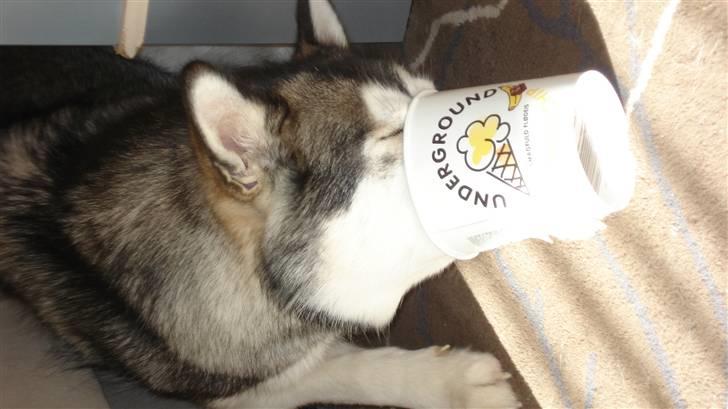 Alaskan malamute Mojo   - Jeg ska lige ha det sidste is i bunden,...... billede 5