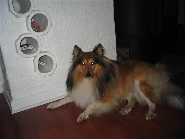 Shetland sheepdog <3Tjalfe<3 - så tar vi en slapper igen=) billede 10