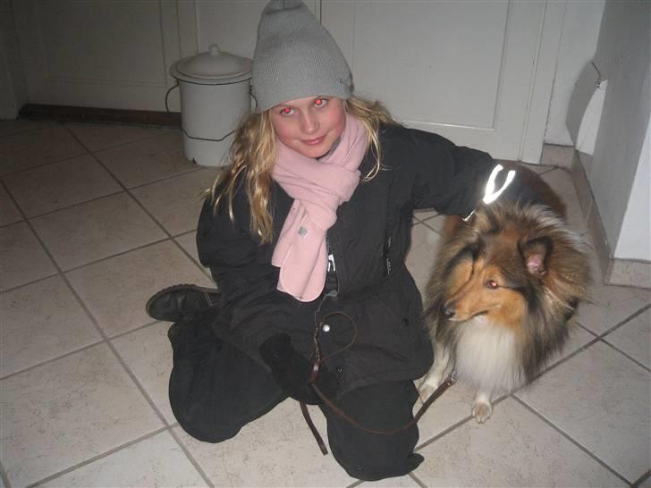 Shetland sheepdog <3Tjalfe<3 - det er dejlig at blive nusset=) billede 11