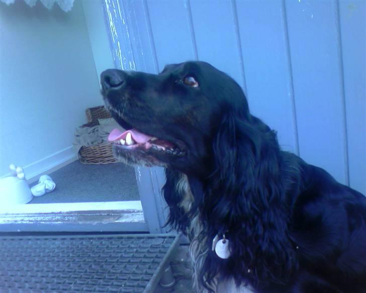 Cocker spaniel Buller [ himmel hund ] <3 - Vores lille skat, på en sommerdag 07 billede 1