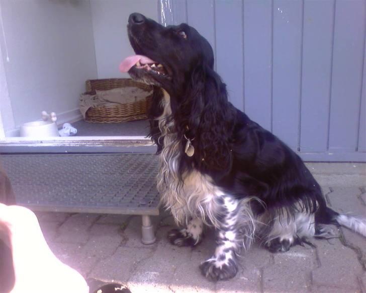 Cocker spaniel Buller [ himmel hund ] <3 - Igen vores skat, i haven sommeren 07 billede 2