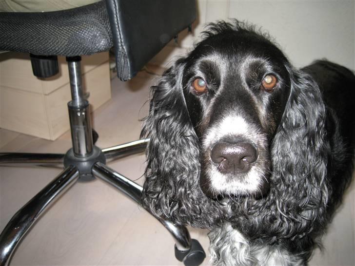 Cocker spaniel Buller [ himmel hund ] <3 - Er jeg ikke sød ? <3 billede 3