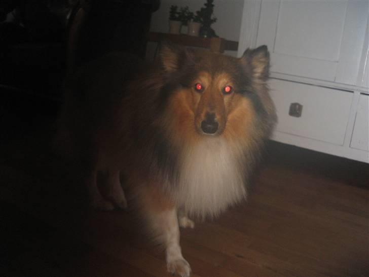Shetland sheepdog <3Tjalfe<3 - hej  billede 12