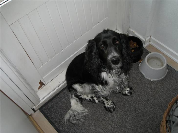 Cocker spaniel Buller [ himmel hund ] <3 - Er jeg ikke sød ? <3 billede 4