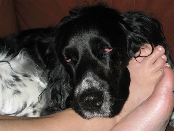 Cocker spaniel Buller [ himmel hund ] <3 - Er jeg ikke sød ? <3 billede 5