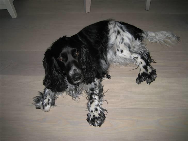 Cocker spaniel Buller [ himmel hund ] <3 - Er jeg ikke sød ? <3 billede 6