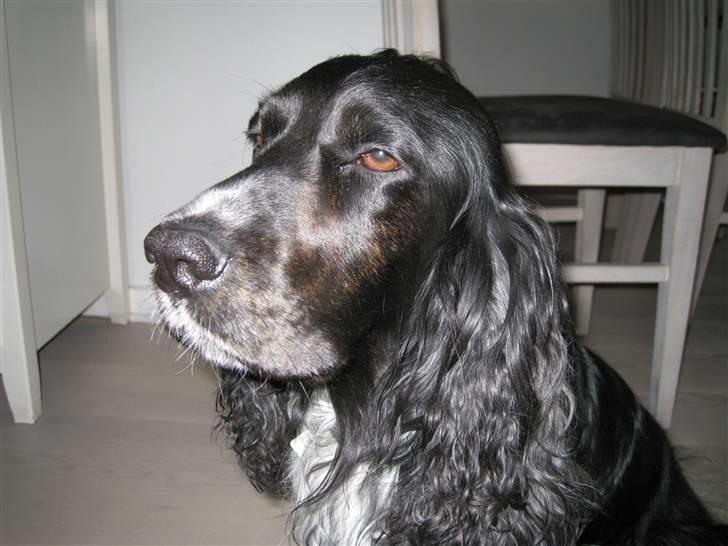 Cocker spaniel Buller [ himmel hund ] <3 - Er jeg ikke sød ? <3 billede 7