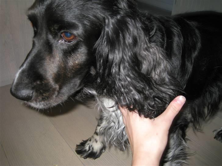 Cocker spaniel Buller [ himmel hund ] <3 - Er jeg ikke sød ? <3 billede 8